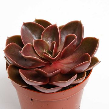 Echeveria 'Magic Red'