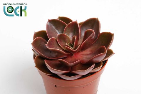 Echeveria 'Magic Red'