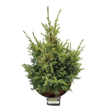 Juniperus communis 'Gold Cone'