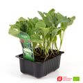 Brassica oleracea gongylodes