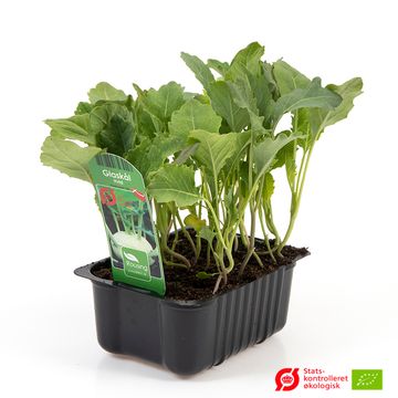 Brassica oleracea gongylodes