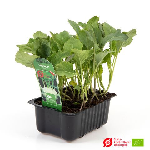 Brassica oleracea gongylodes