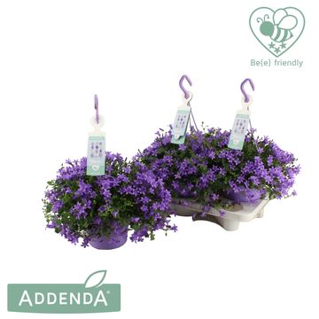 Campanula portenschlagiana AMBELLA PURPLE