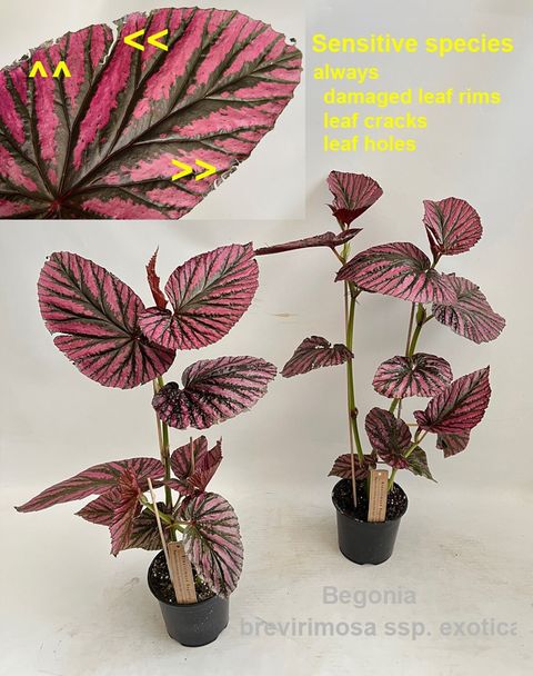 Begonia brevirimosa exotica