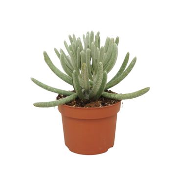 Senecio scaposus