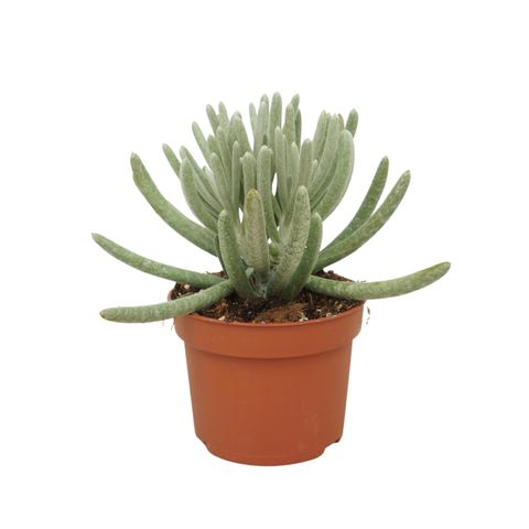 Senecio scaposus