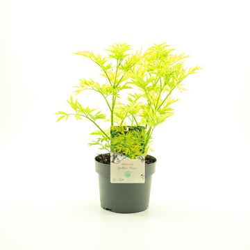 Sambucus nigra GOLDEN TOWER