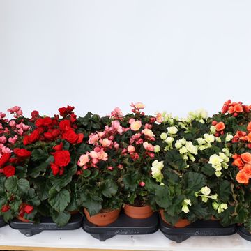 Begonia MIX