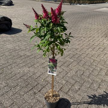 Buddleja davidii BUTTERFLY CANDY LITTLE RUBY
