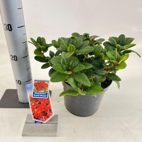 Rhododendron 'Scarlet Wonder' (F)