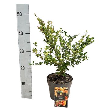 Berberis darwinii