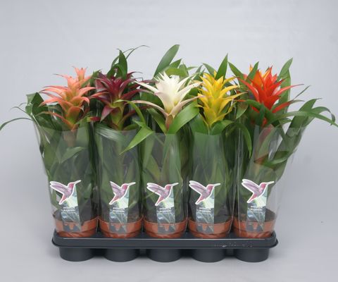 Guzmania MIX