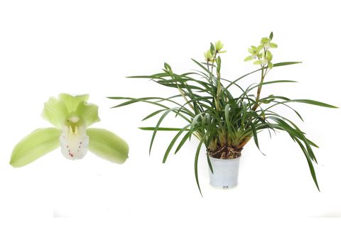 Cymbidium WILD GREEN
