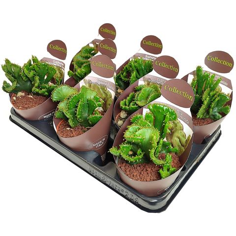 Euphorbia leucodendron cristata