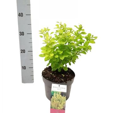 Berberis thunbergii 'Maria'