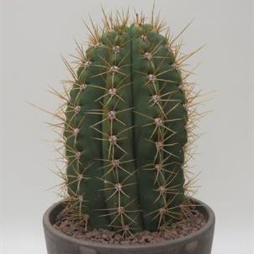 Leucostele terscheckii