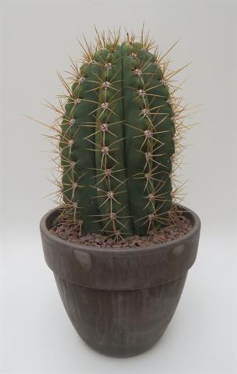 Leucostele terscheckii