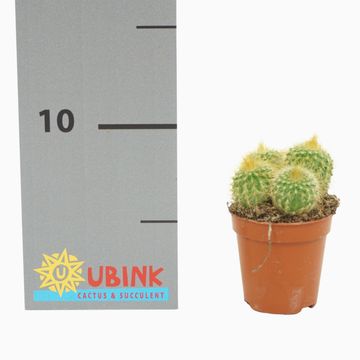 Eriocactus leninghausii