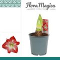 Hippeastrum 'Exotic Striped'