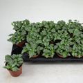 Fittonia MOSAIC MARBLE GREEN