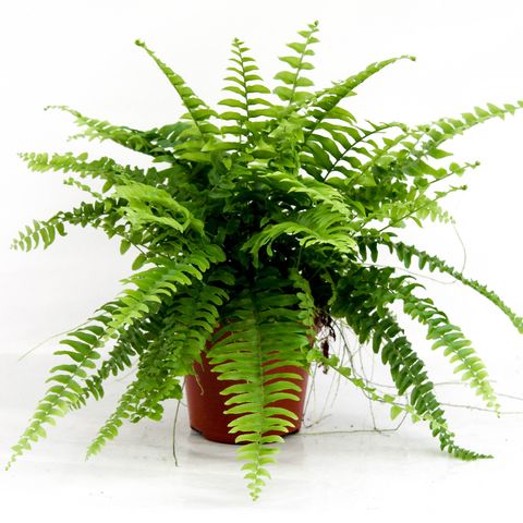 Nephrolepis exaltata 'Boston Blue Bell'