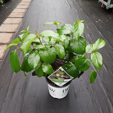 Viburnum SHINY DANCER