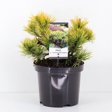 Pinus mugo 'Carsten'