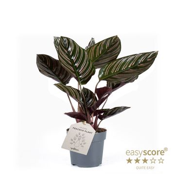 Calathea ornata