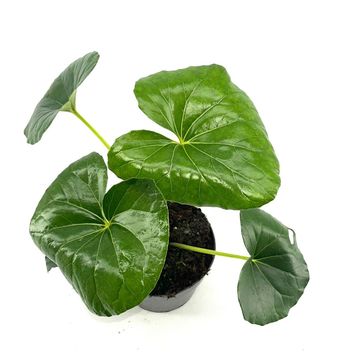 Farfugium japonicum giganteum