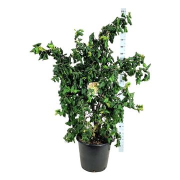 Corylus avellana 'Contorta'