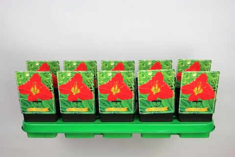 Hemerocallis 'Jolly Hearts'