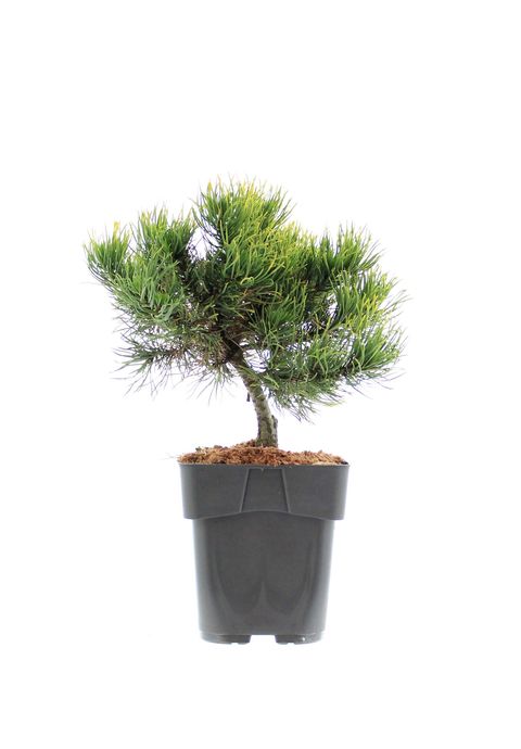 Pinus mugo 'Carsten'