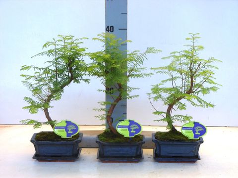 Metasequoia glyptostroboides