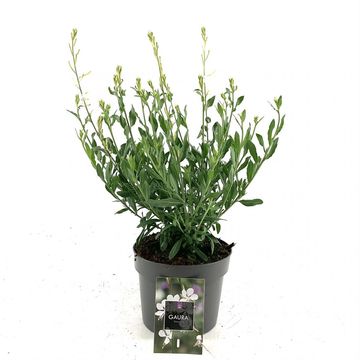 Gaura lindheimeri 'Snowbird'