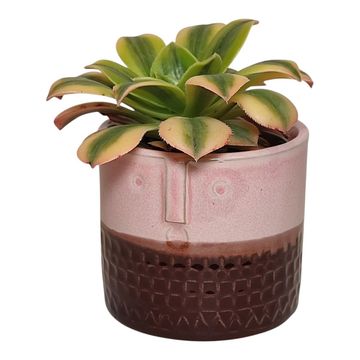 Cactus / Succulents MIX