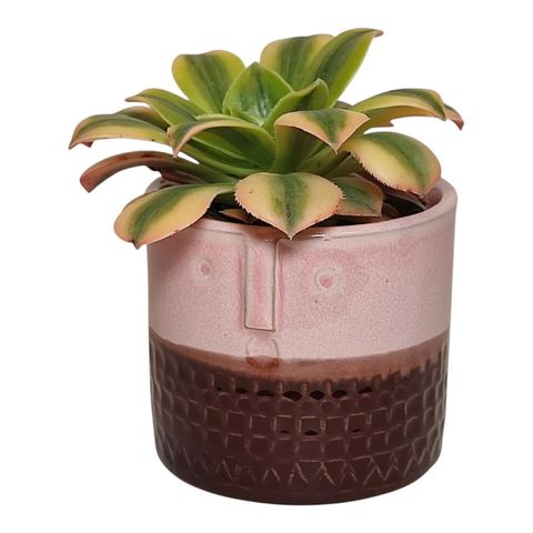 Cactus / Succulents MIX