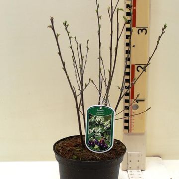 Aronia melanocarpa 'Professor Ed'