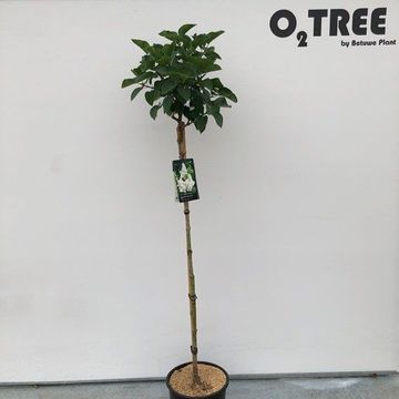 Syringa vulgaris 'Mme Lemoine'