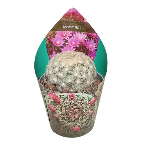 Mammillaria plumosa