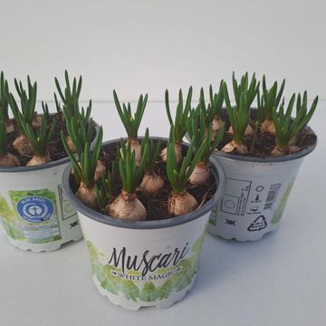 Muscari 'White Magic'