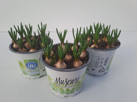 Muscari 'White Magic'