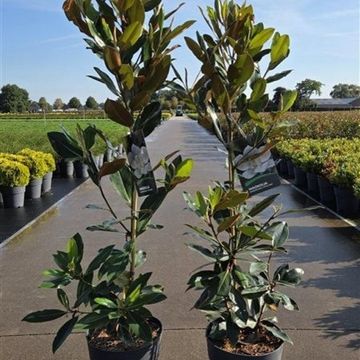 Magnolia grandiflora 'Литл Джем'