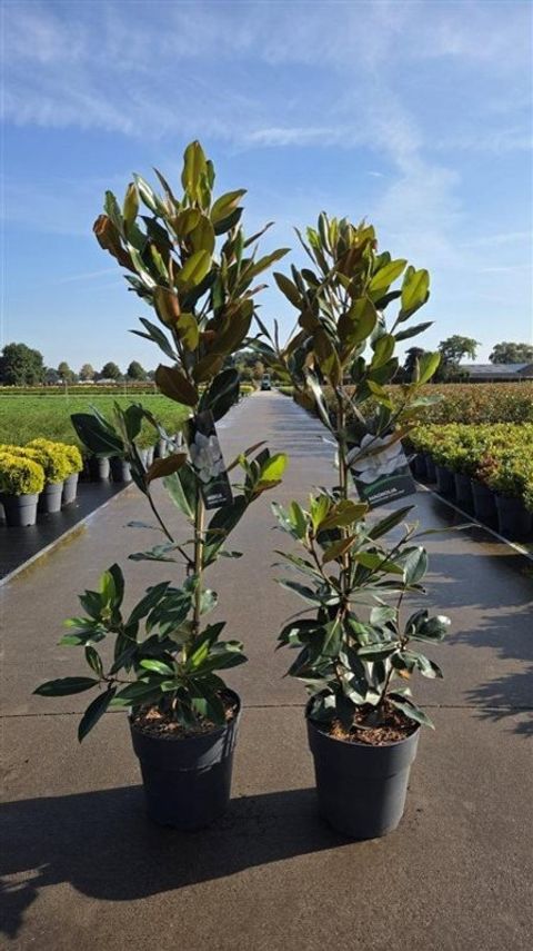 Magnolia grandiflora 'Литл Джем'