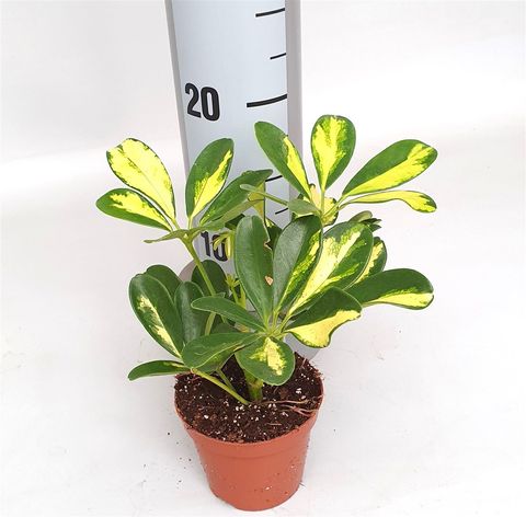 Schefflera 'Sunshade'