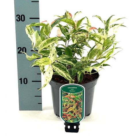 Leucothoe fontanesiana 'Rainbow'