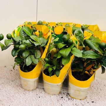 Citrus x meyeri 'Meyer'