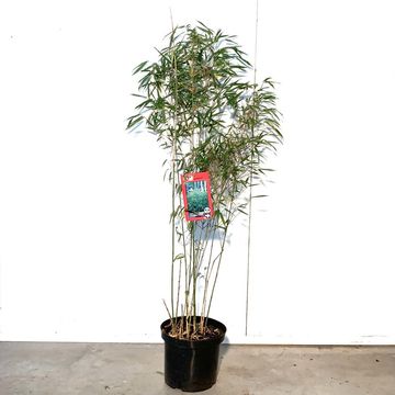Fargesia rufa