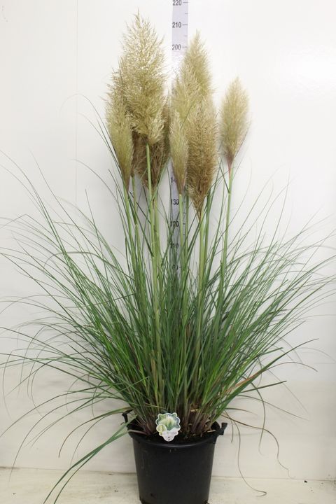 Cortaderia selloana 'Pumila'