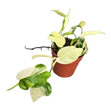 Monstera adansonii laniata MINT