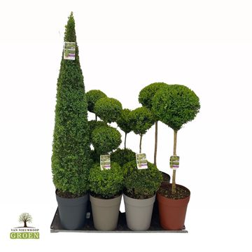Buxus sempervirens TOPIARY MIX